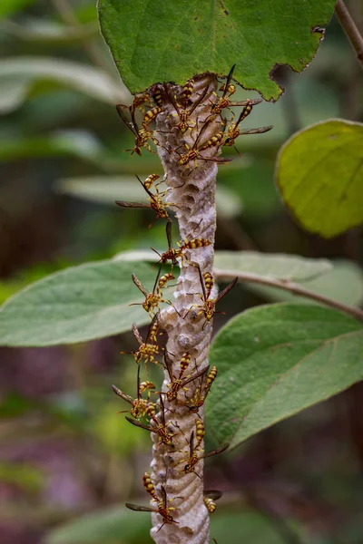 Bir Apache Wasp (Polistes apachus) ve eşekarısı yuvası natu üzerinde görüntü