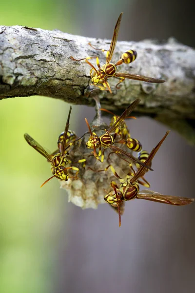 Bir Apache Wasp (Polistes apachus) ve eşekarısı yuvası natu üzerinde görüntü