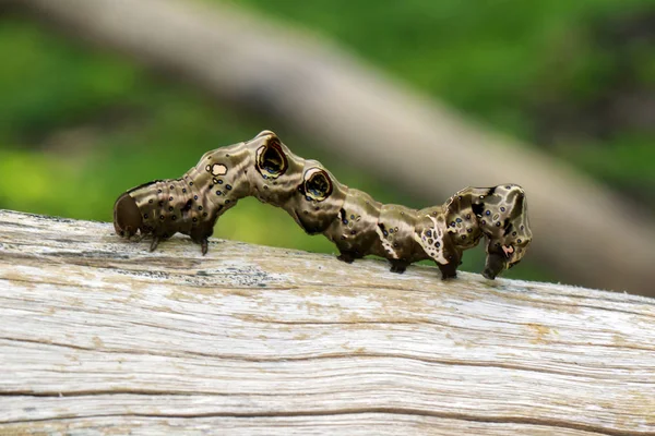 Imagen de oruga marrón sobre madera seca marrón. Insecto. Animales. — Foto de Stock
