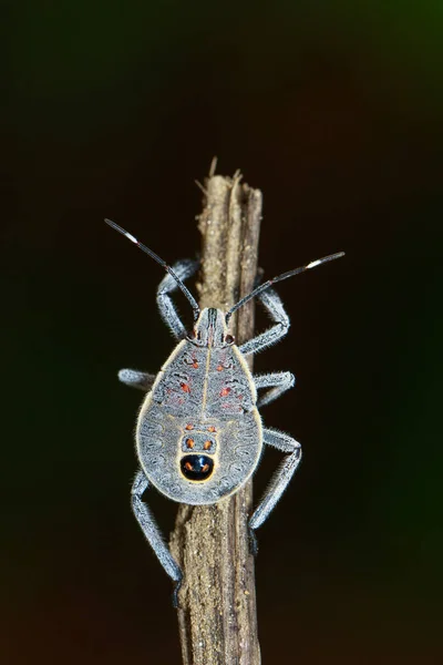 Imagem de Hemiptera bug em um ramo marrom. Inseto. Animais — Fotografia de Stock