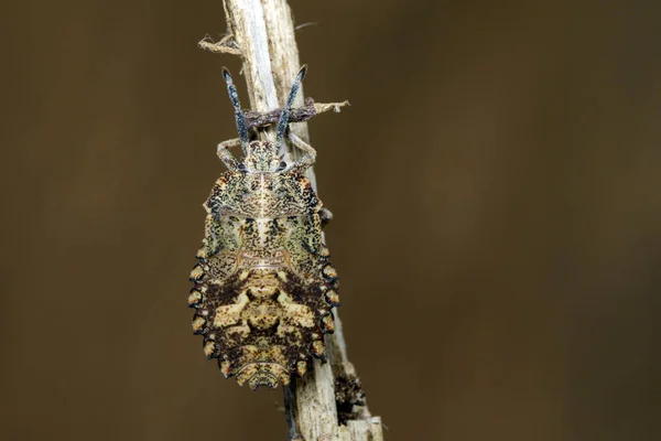 在干枯的树枝上的 Bug （半翅目） 图像。昆虫。动物 — 图库照片