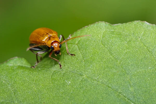 Imagem de besouro de abóbora em folhas verdes. Inseto. Animais — Fotografia de Stock