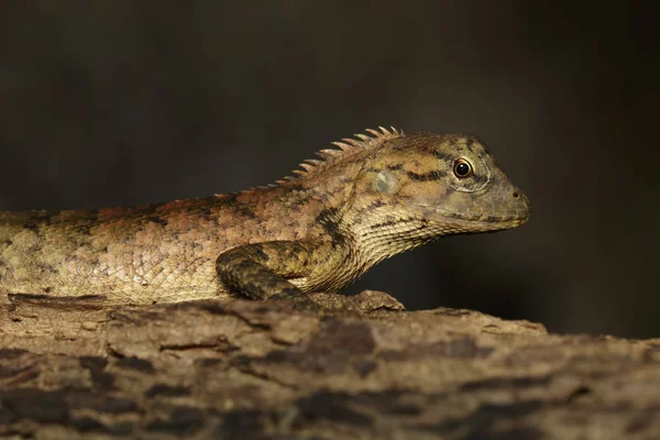 Ağaç üzerinde kahverengi bukalemun görüntüsü. Sürüngen. Hayvan.