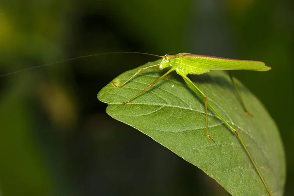 Bild der grünen Heuschrecke (kleines grünes Blatt katydid., orthelimae — Stockfoto