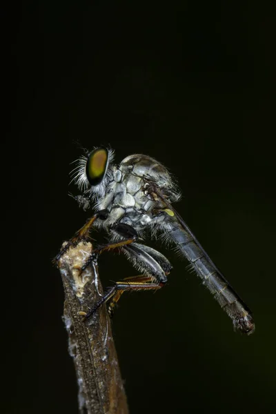 Obraz fly(Asilidae) zbójnika na gałęzi. Owad. Zwierząt — Zdjęcie stockowe