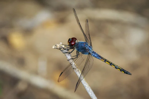 Bild der blauen Chaser-Libelle (potamarcha congner) auf einem Ast — Stockfoto