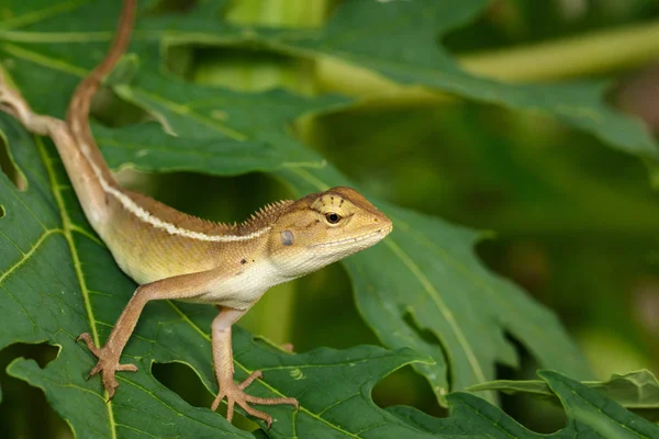 Imagem de camaleão em uma folha verde. Réptil — Fotografia de Stock