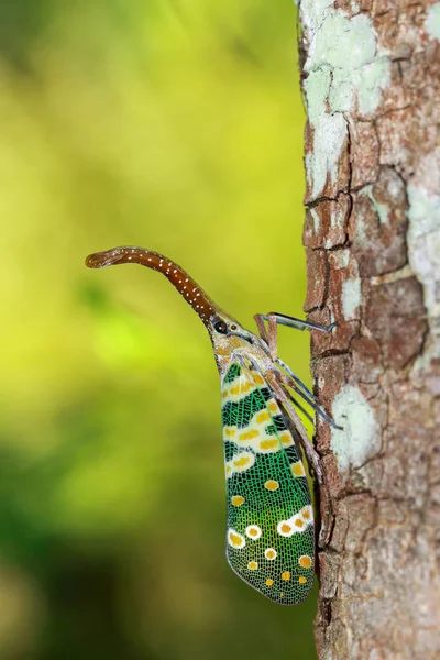 Imagem de insecto fulgorid ou mosca-lanterna (Pyrops oculata) na natureza b — Fotografia de Stock