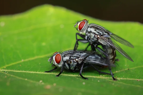 Imagen de moscas de apareamiento sobre hojas verdes. Insecto. Animales. — Foto de Stock