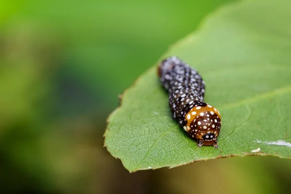 Yeşil yaprakları üzerinde kahverengi caterpillar görüntüsü. Böcek. Hayvan. — Stok fotoğraf