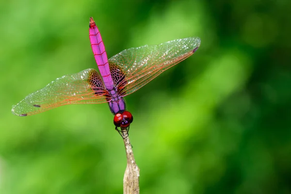 Image of crimson dropwing dragonfly(Male)/Trithemis aurora on na — Stock Photo, Image