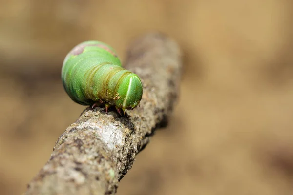 Yeşil tırtıl dal görüntüsü. Böcek. Hayvan — Stok fotoğraf