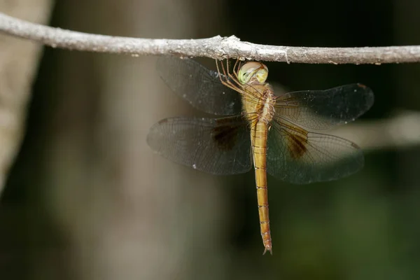 Foto van dragonfly neurothemis intermedia atalanta(female) op nb — Stockfoto