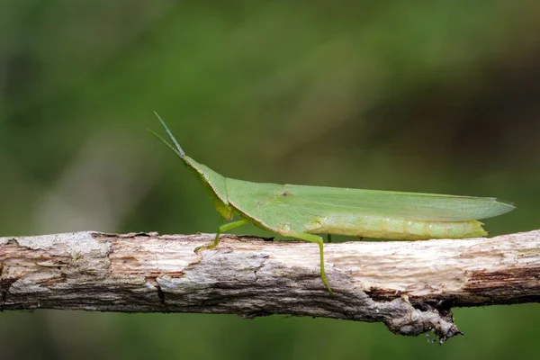Imagen de Grasshopper mediterráneo inclinado (Acrida ungarica ) — Foto de Stock
