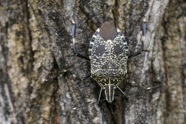 Pis böcek (Erthesina fullo) ağaç üzerinde görüntü. Böcek. Hayvan