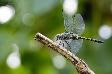 Tetrathemis Platyptera yusufçuk görüntüsünü / Pigme Skimmer bir b