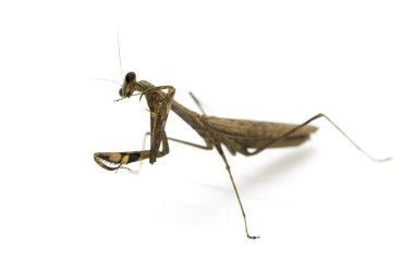 Görüntü Praying Mantis (Stagmomantis carolina) üzerinde beyaz backgro