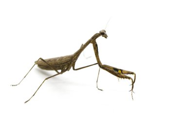 Görüntü Praying Mantis (Stagmomantis carolina) üzerinde beyaz backgro