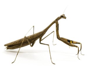 Görüntü Praying Mantis (Stagmomantis carolina) üzerinde beyaz backgro