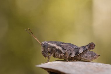 Doğal zemin üzerinde kahverengi bir çekirge (Acrididae) görüntü. 