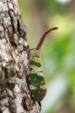 Fulgorid hata ya da lanternfly (Pyrops oculata) doğa b görüntü