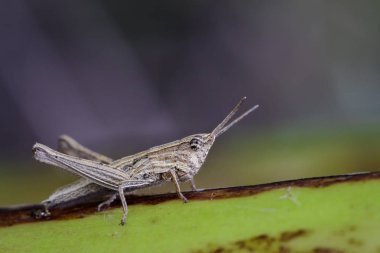 Yeşil yaprakları üzerinde kahverengi locust görüntüsü. Böcek. Hayvan