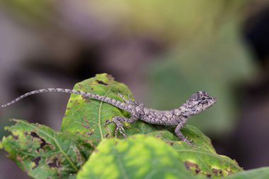 Bukalemun üzerindeki yeşil yaprak görüntüsü. Sürüngen