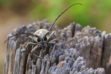 Mango Borer(Batocera numitor) lekeli görüntü üzerinde bir güdük. Böceği