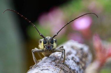 Benekli Mango Borer(Batocera numitor) bir ahşap üzerinde görüntü. Pancar