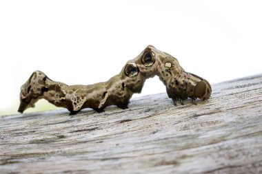 Kahverengi kuru ahşap üzerinde kahverengi caterpillar görüntüsü. Böcek. Hayvan