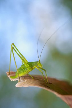 Tettigoniidae (Mirollia hexapinna) çoğu genellikle aile görüntüsü c