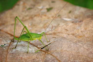 Tettigoniidae (Mirollia hexapinna) çoğu genellikle aile görüntüsü c