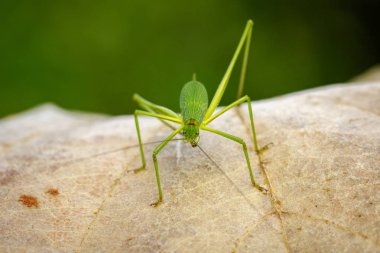 Tettigoniidae (Mirollia hexapinna) çoğu genellikle aile görüntüsü c