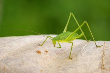 Tettigoniidae (Mirollia hexapinna) çoğu genellikle aile görüntüsü c