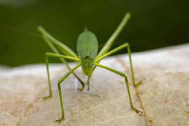Tettigoniidae (Mirollia hexapinna) çoğu genellikle aile görüntüsü c