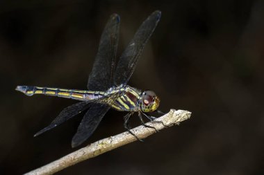 Görüntü Kızıl dropwing yusufçuk (dişi) / Trithemis aurora 