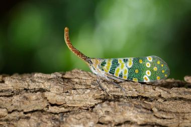 Fulgorid hata ya da lanternfly (Pyrops oculata) doğa b görüntü