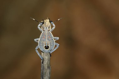 Hemiptera hata kahverengi dal görüntüsü. Böcek. Hayvan