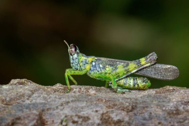 Maymun çekirge (Erianthus serratus) ağaç üzerinde görüntü. Böcek