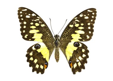 Kireç kelebek (Papilio demoleus) görüntü beyaz arka plan üzerinde. 