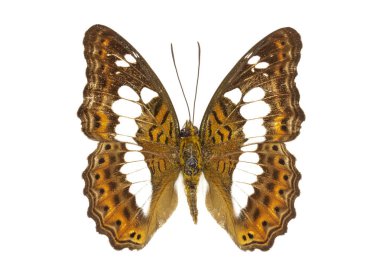 Beyaz adam Komutan kelebek (Moduza Boccaccio'nun) görüntü