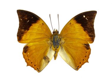Sarımsı kahverengi Raca kelebek (Charaxes fabius) üzerinde beyaz backgr görüntüsünü