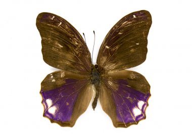 Büyük Asur kelebek (Terinos clarissa) görüntü üzerinde beyaz ba