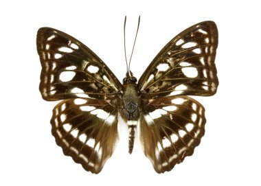 Ortak denizci kelebek (Neptis hylas) görüntü üzerinde beyaz backgro