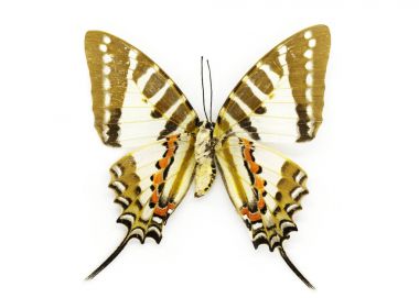 Resim yer Swordtail kelebek (Graphium nomius) beyaz bac