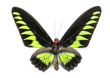 Görüntü Rajah Brookiana kelebek (Trogonoptera brookiana) (Mal