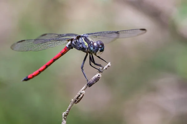 Imagen de una libélula de cola de sangre asiática (Lathrecista asiatica) o — Foto de Stock