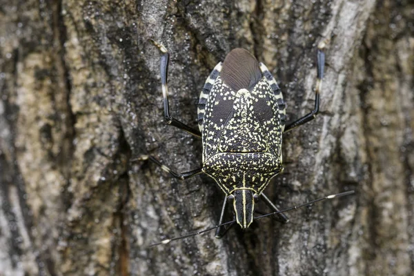 Billede af stank bug (Erthesina fullo) på træ. Insekt. Dyreart - Stock-foto