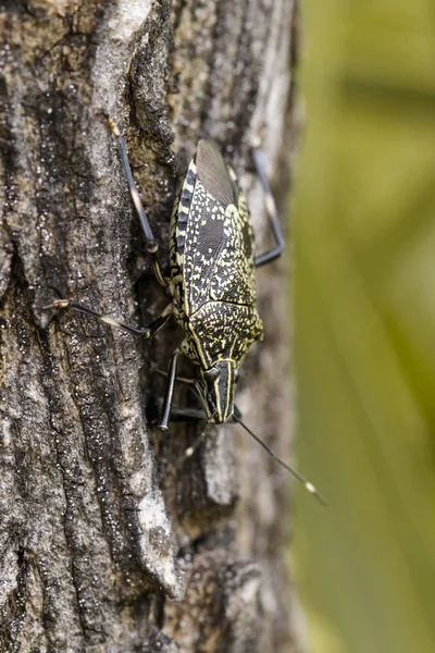 Εικόνα του stink bug (Erthesina fullo) στο δέντρο. Εντόμων. Ζώο — Φωτογραφία Αρχείου
