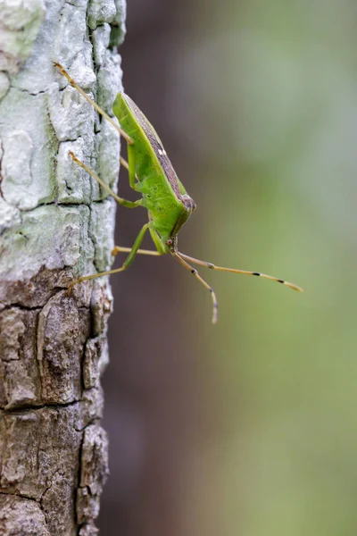 Image de la punaise de la gousse de légumineuse verte (Hemiptera) sur l'arbre. Insecte. Animaux — Photo